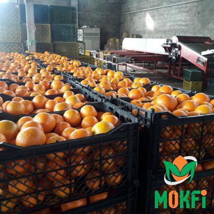 أسواق توزيع برتقال دموي