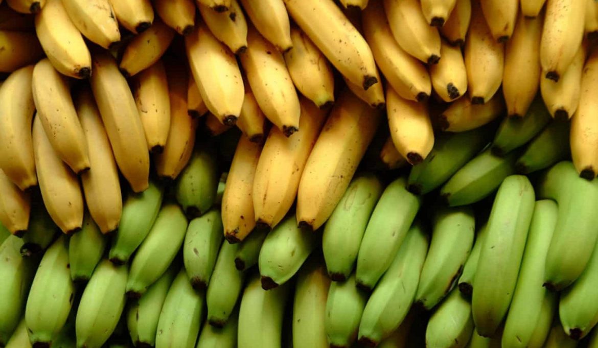 سعر تصدیر الموز الصومالي